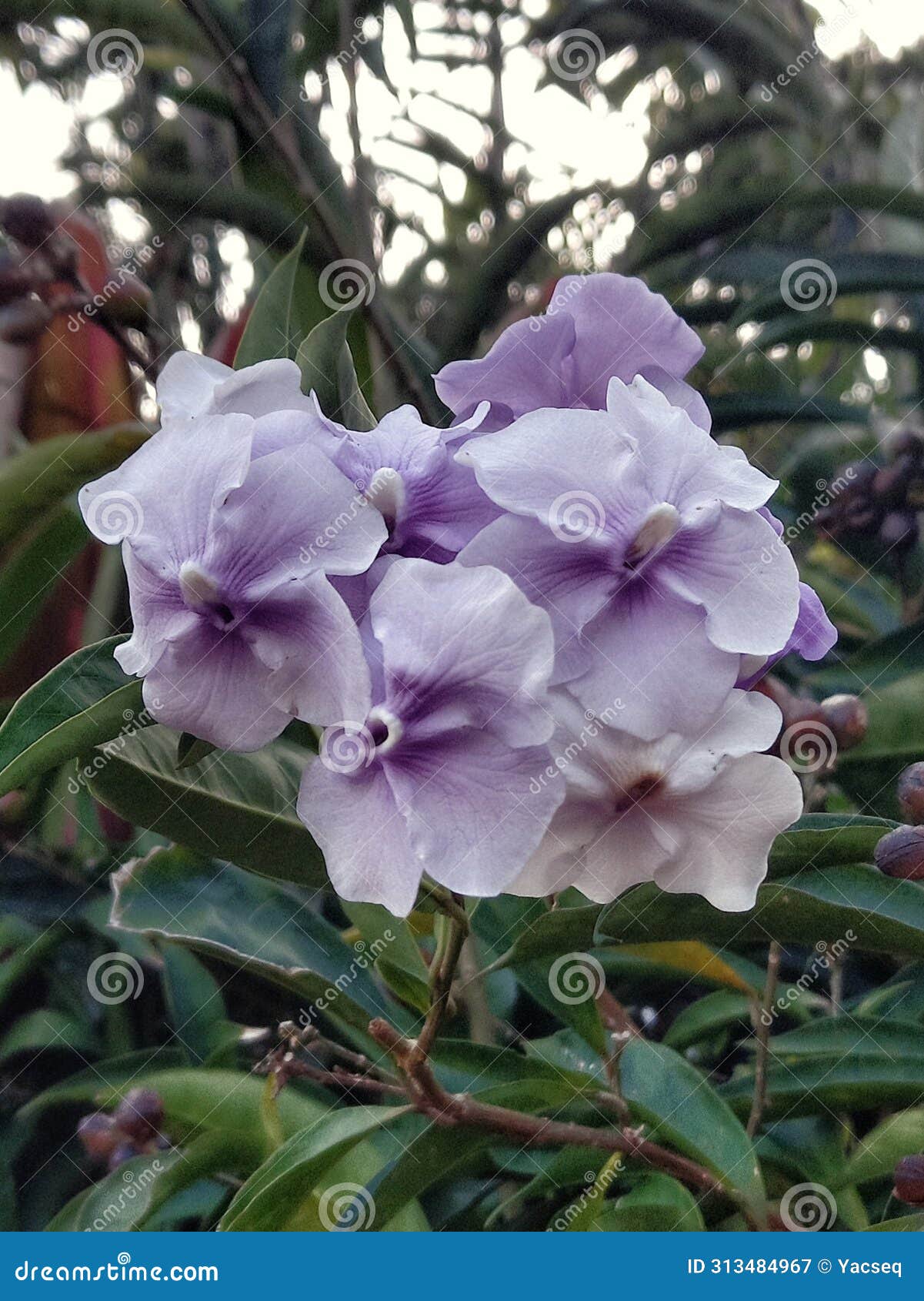 paraguayan jasmine in shades of lilac and violet