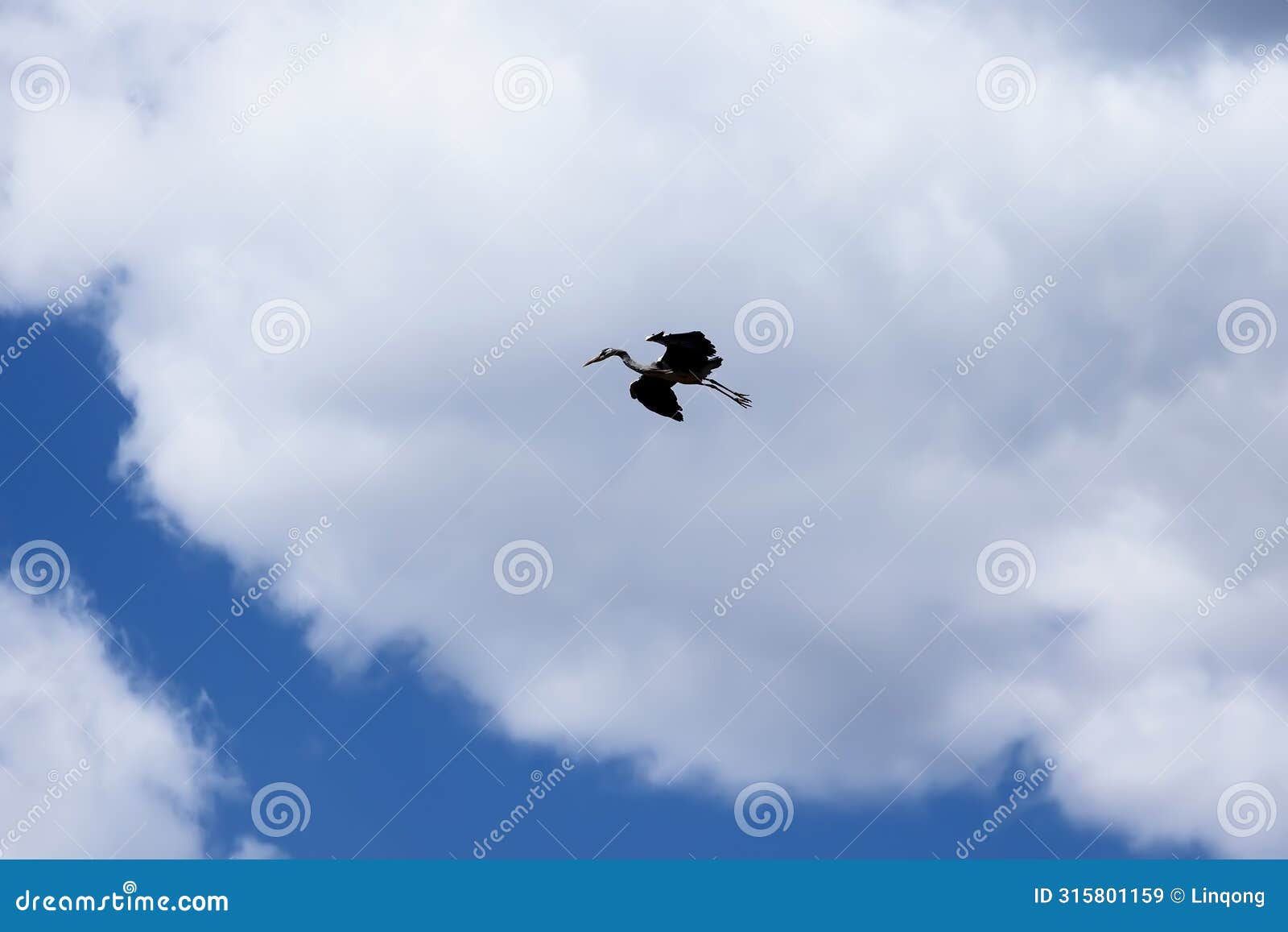 a gray crane soars in the sky..