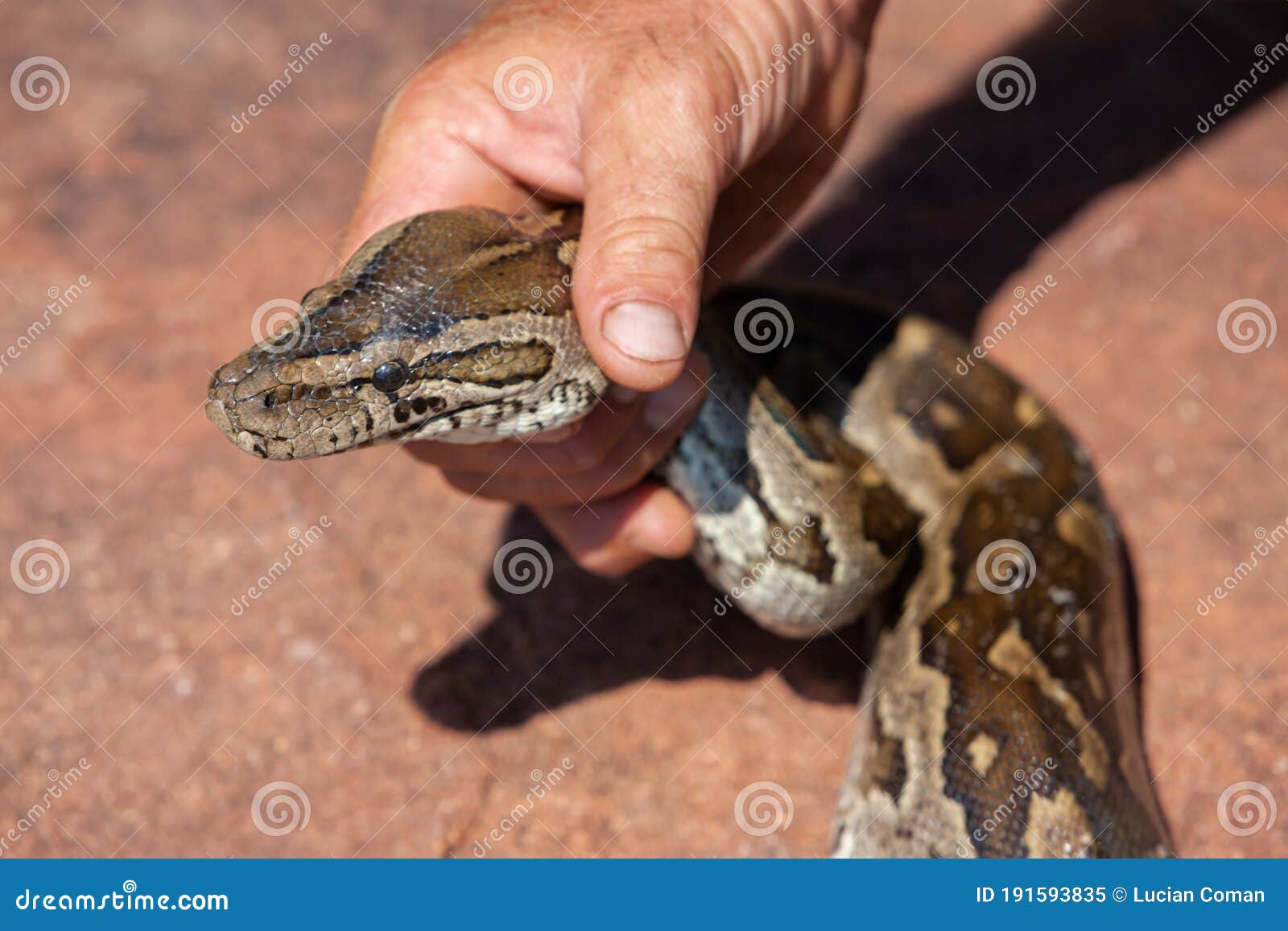 Capture du serpent image stock. Image du géant, loquet - 191593835