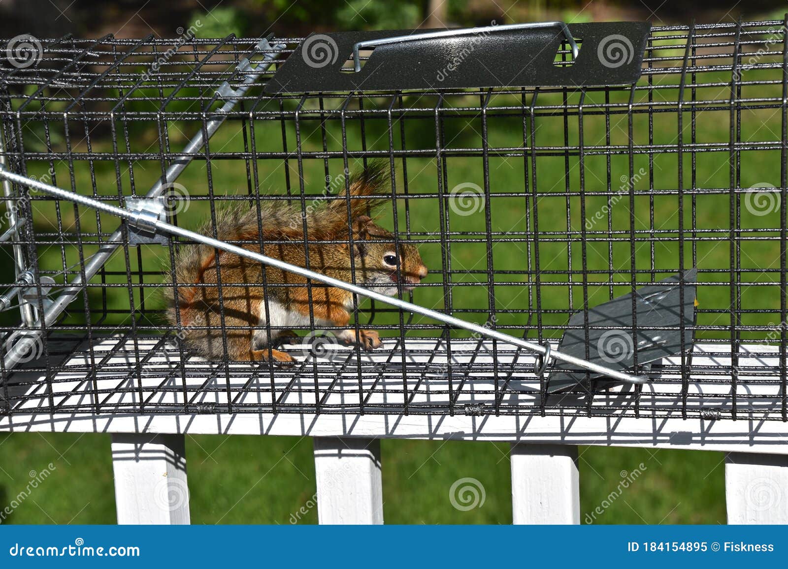Captured Red Squirrel Caught in a Live Cage Stock Image Image of