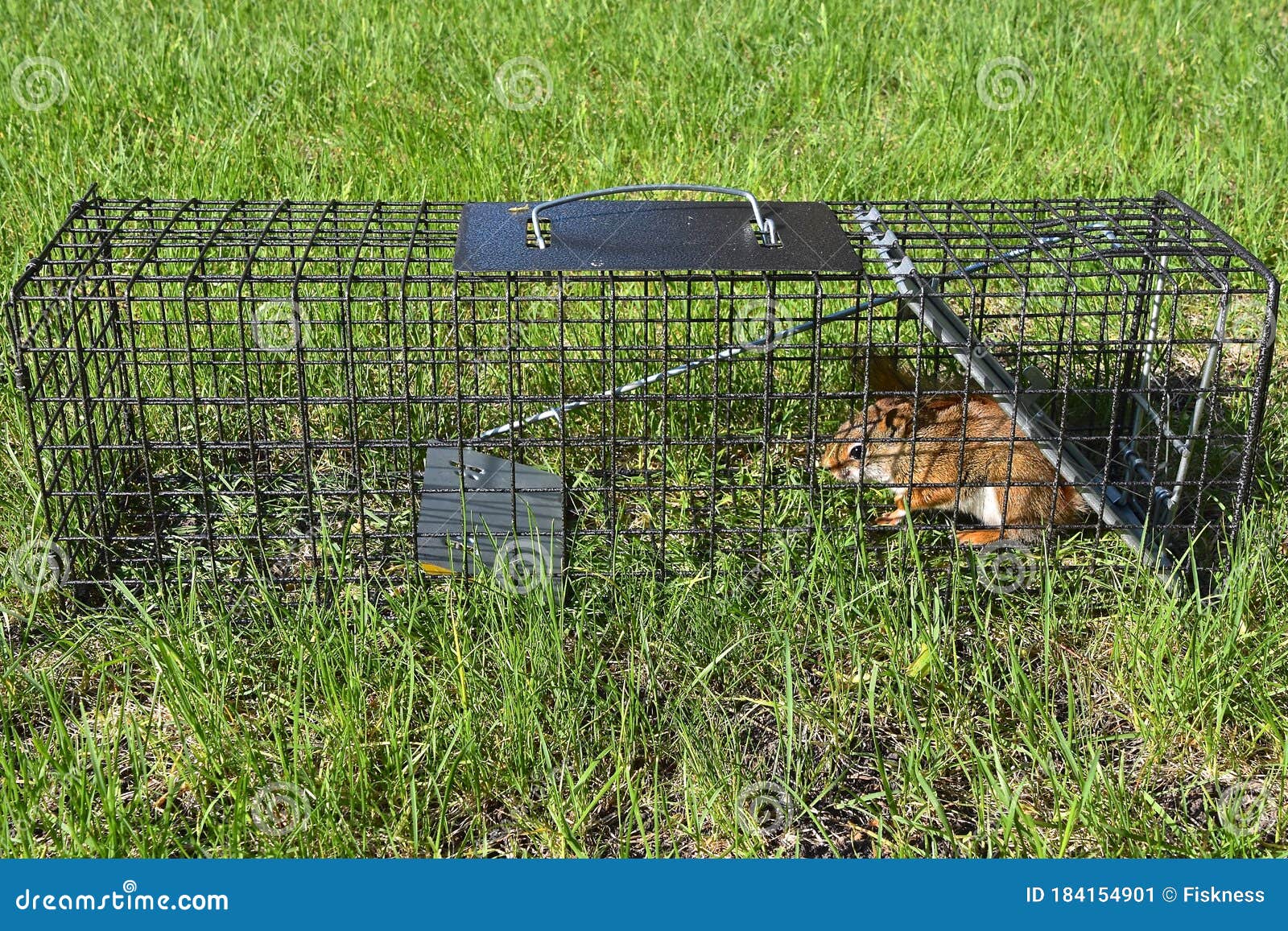 Captured Red Squirrel Caught in a Live Cage Stock Image Image of