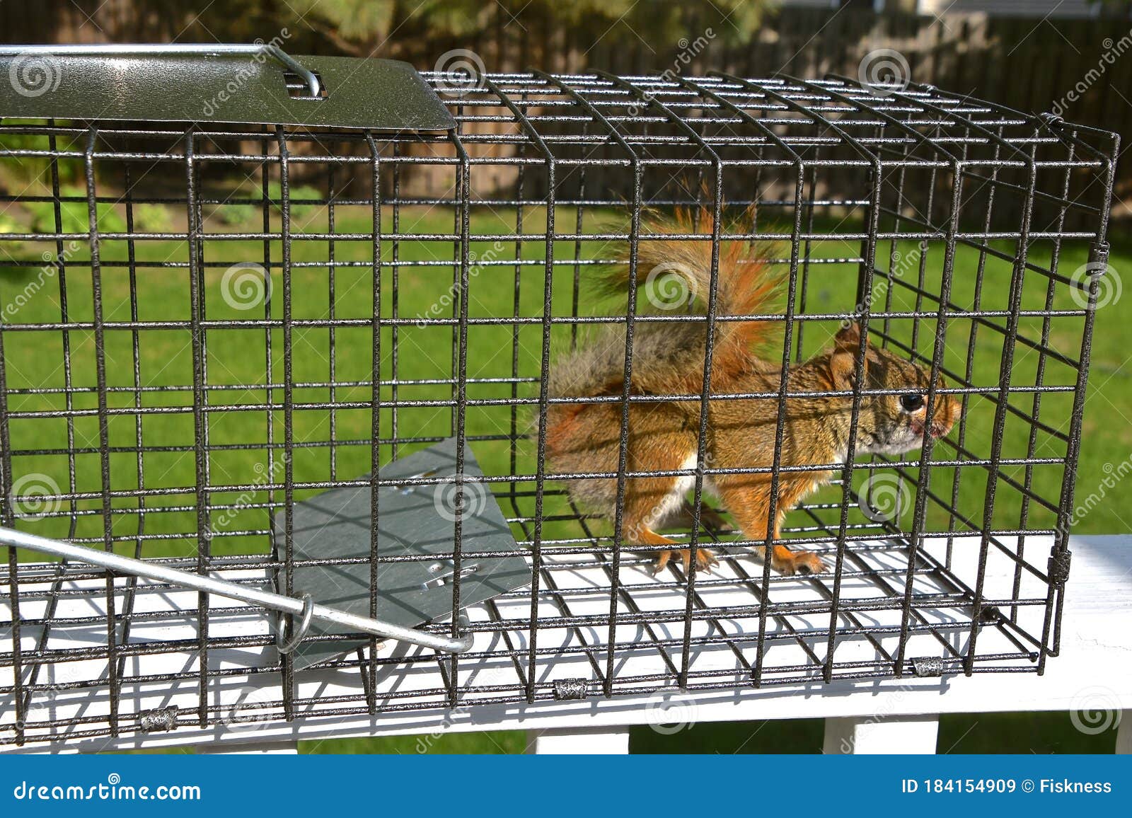 Captured Red Squirrel Caught in a Live Cage Stock Image Image of