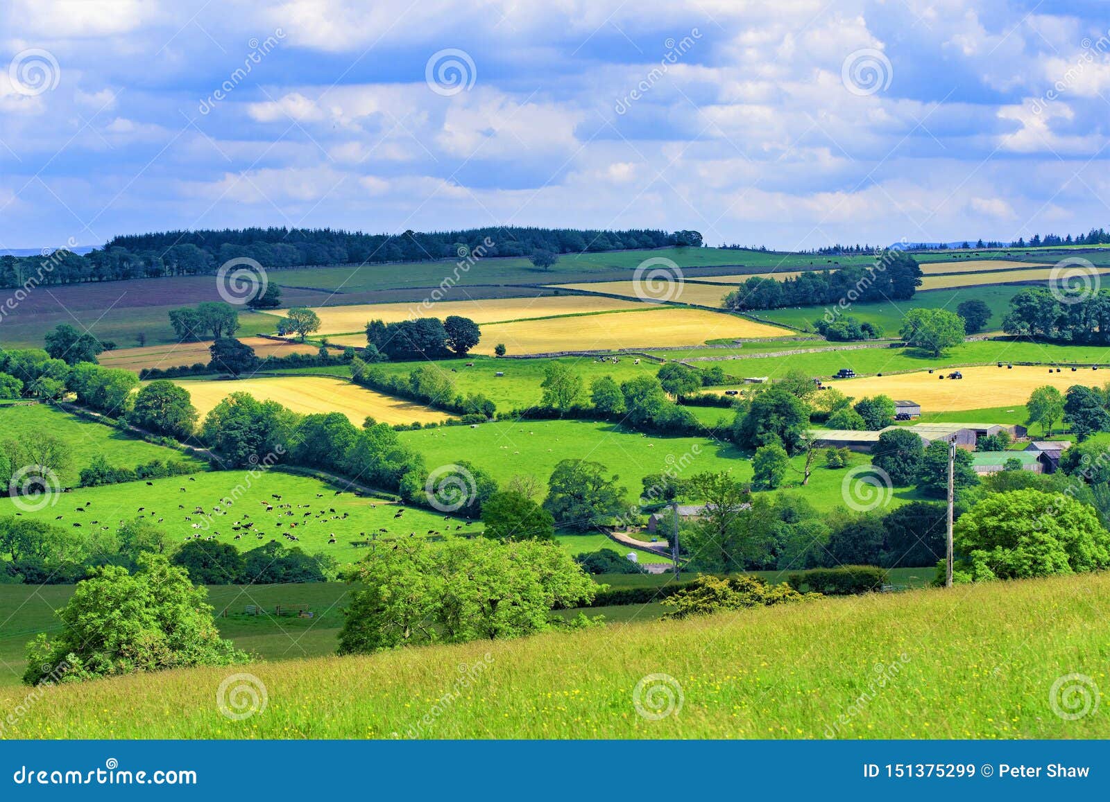 summer meadows in crosby ravensworth, yorkshire dales.