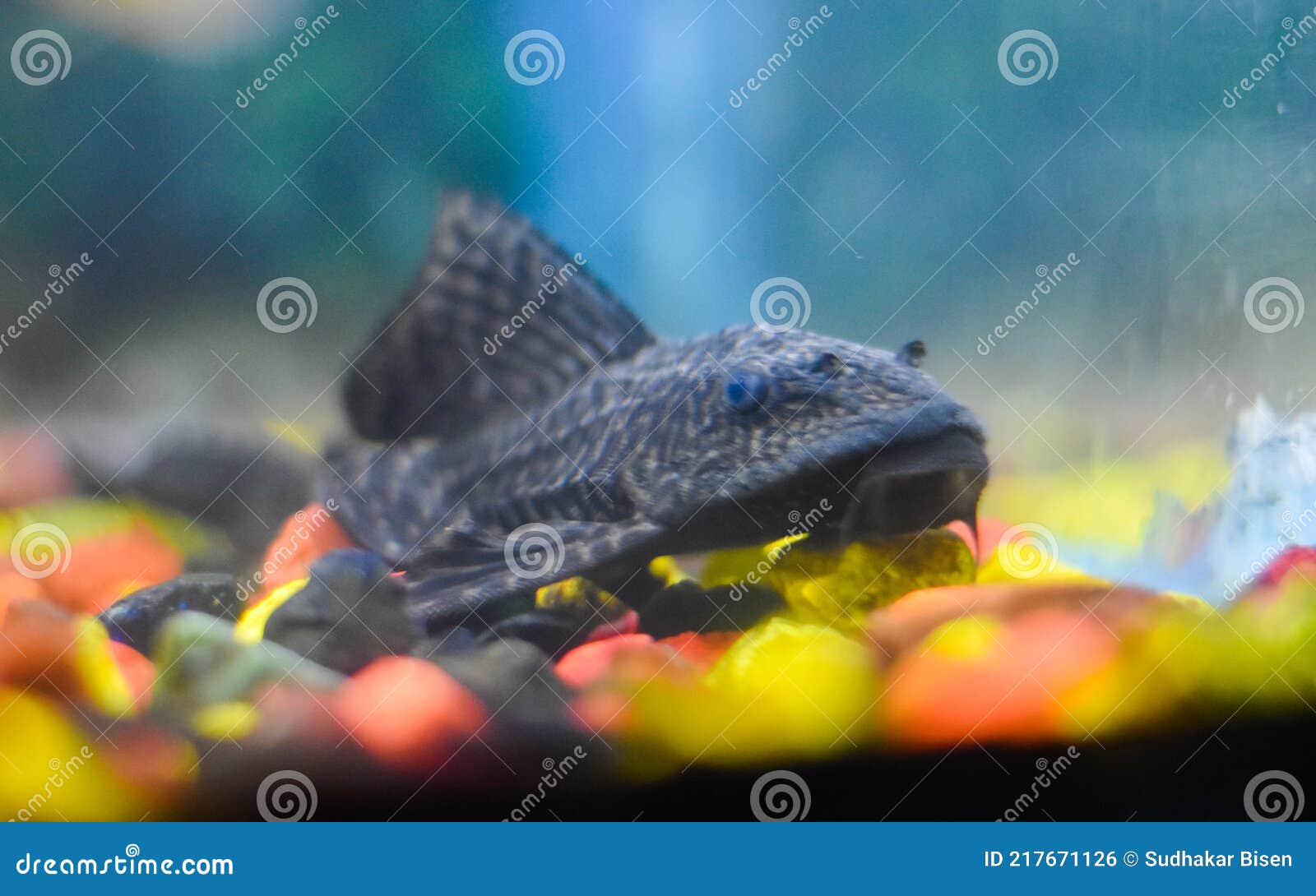 aquarium sucker fish