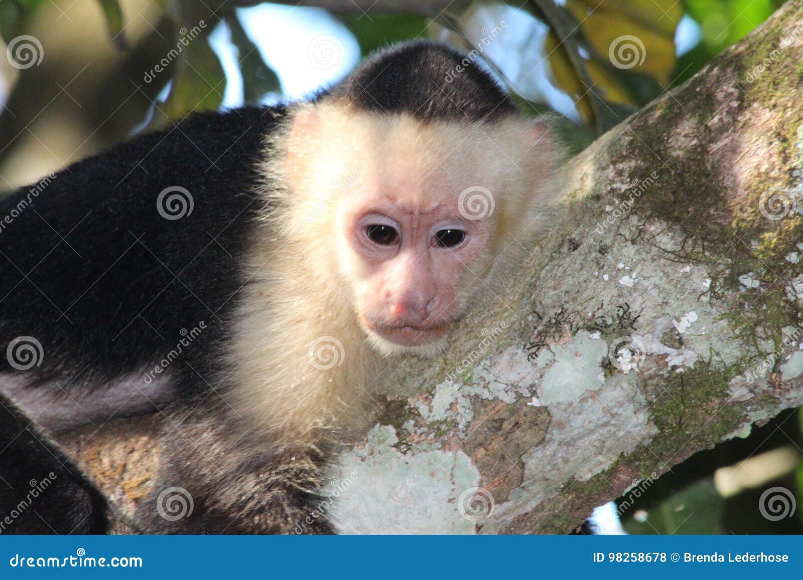 capuchin monkey costa rica