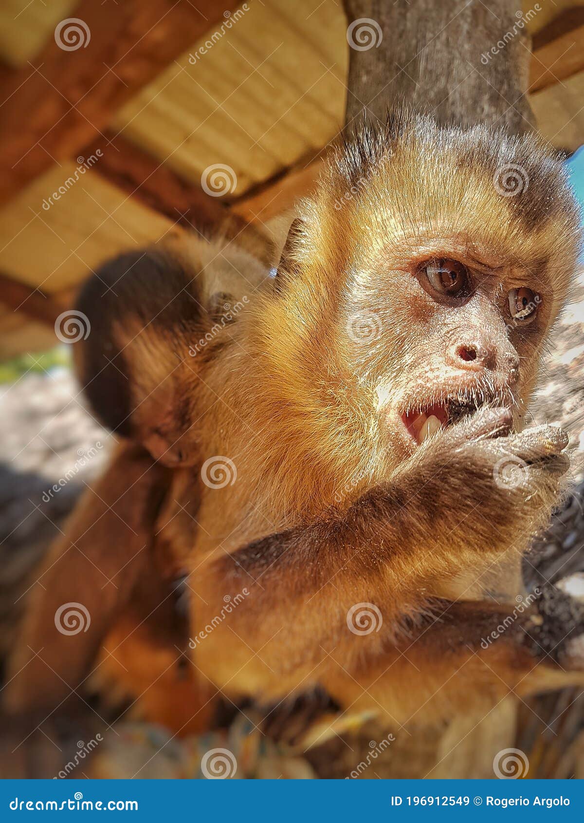 capuchin monkey - macaco prego - with hand in mouth