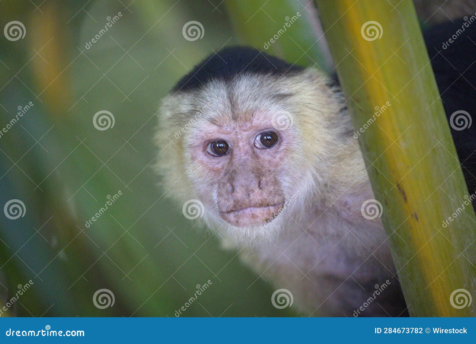 Capuchin Monkey Perched on a Tree Branch Surrounded by Lush Foliage