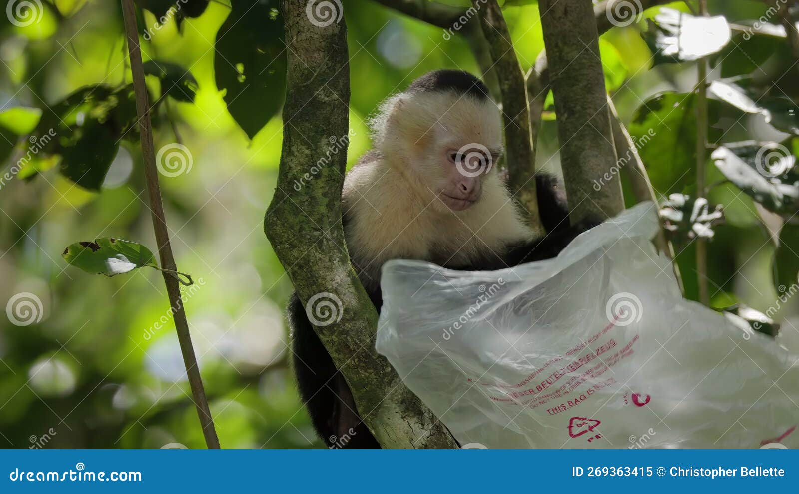 Capuchin Monkey about To Put a Waste Plastic Bag Over Its Head at ...