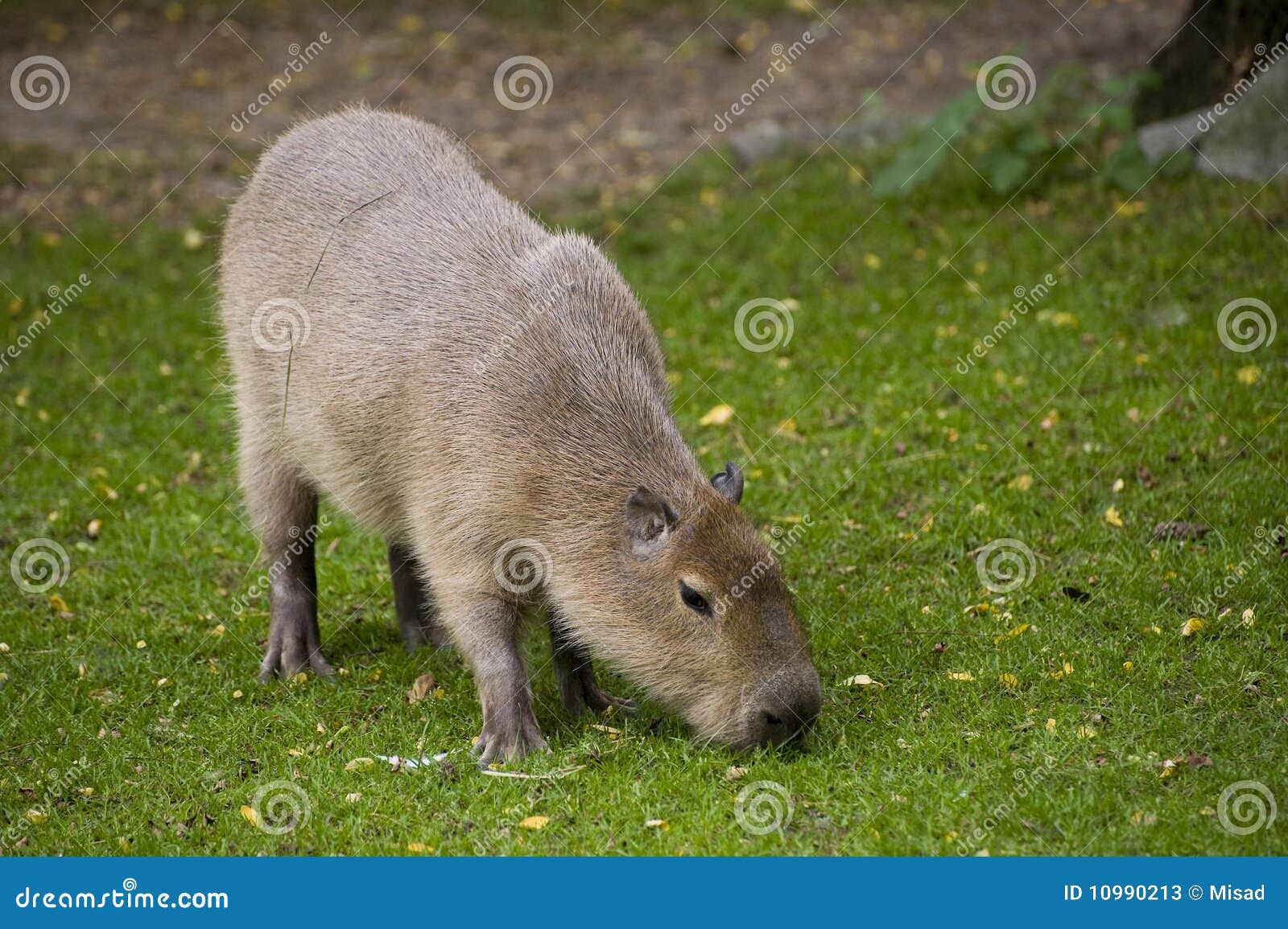 Waterhog Stock Photos - Free & Royalty-Free Stock Photos from Dreamstime