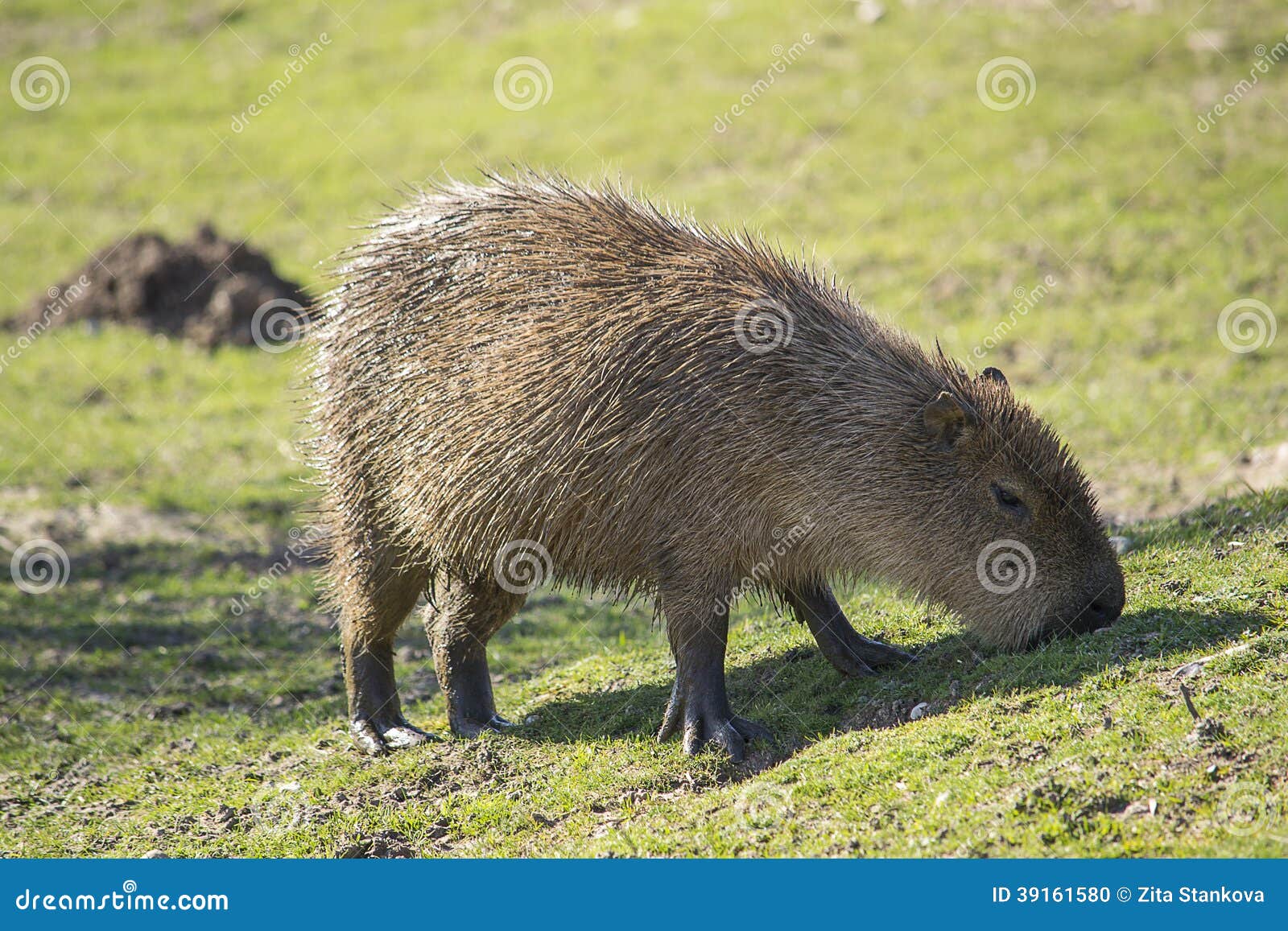 Das größte Nagetier auf der Erde, Capybara, der Gras isst.