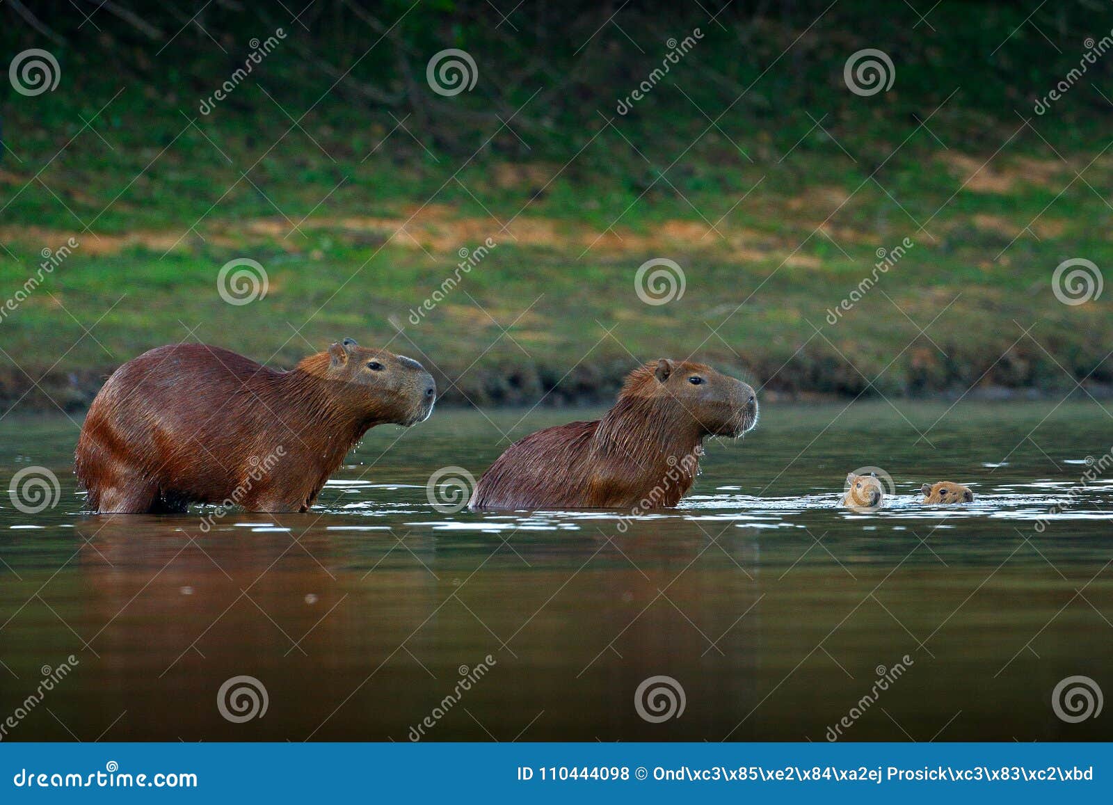 capybara, family with two young, biggest mouse in water with evening light during sunset, pantanal, brazil. wildlife scene from na