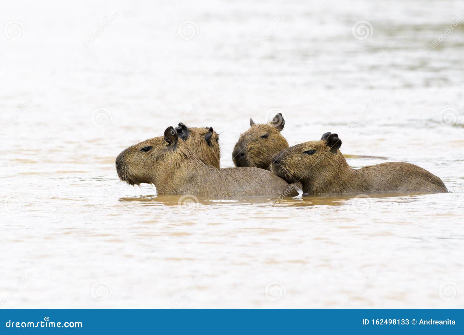 river safari capybara