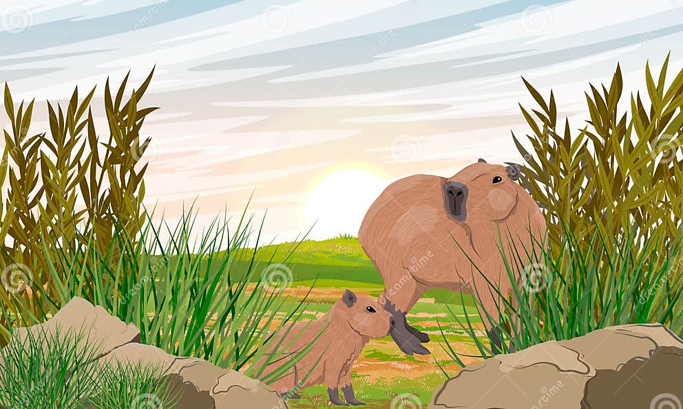 Capybara and Her Baby in Dry Grass. Wild Animals of South America Stock