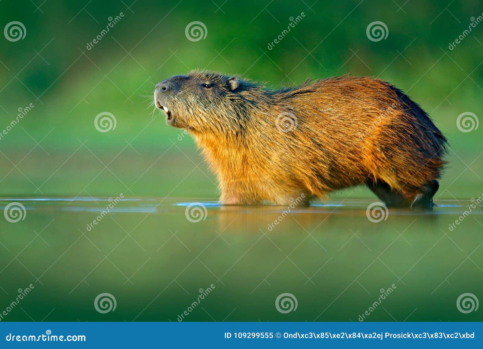 capybara, hydrochoerus hydrochaeris, biggest mouse in water with evening light during sunset, pantanal, brazil. wildlife scene fro