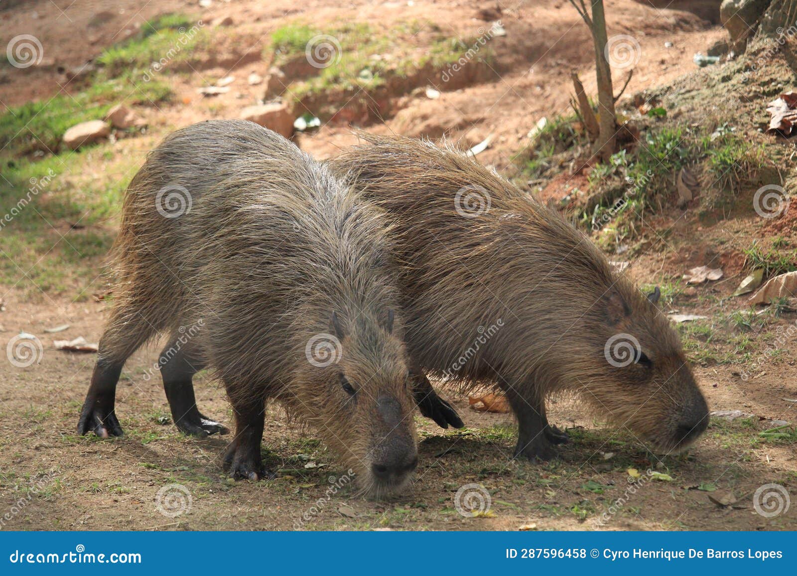 Uma capivara dormido - iFunny Brazil