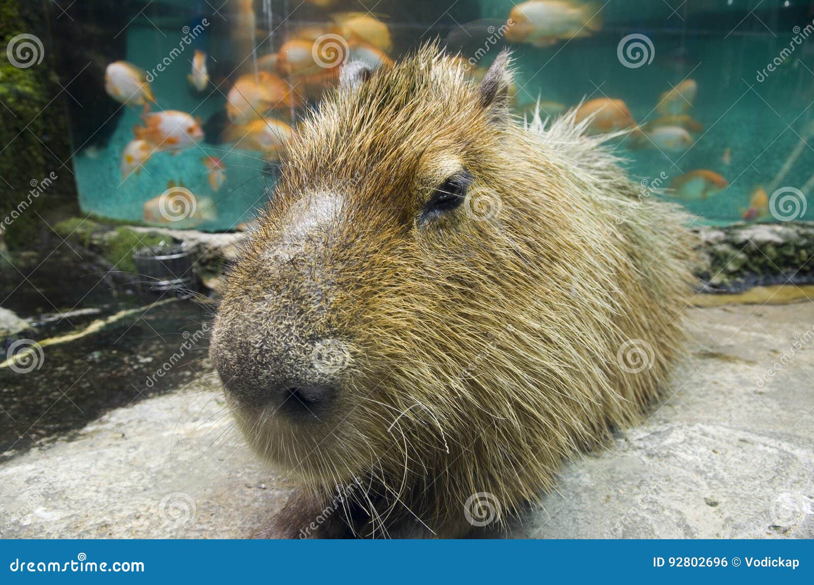 Capybara stock photo. Image of little, face, hydrochoerus 92802696