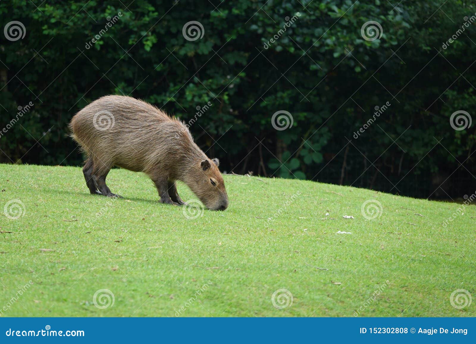 Waterhog Stock Photos - Free & Royalty-Free Stock Photos from Dreamstime