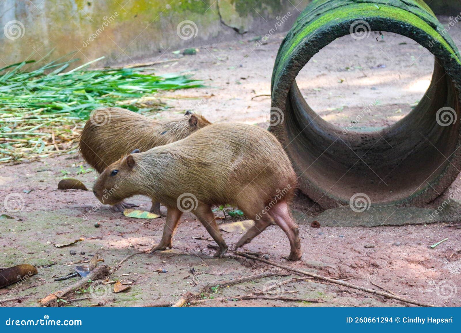 Capybara Hydrochoerus hydrochaeris at Ragunan Zoo, Jakarta. 13932038 Stock  Photo at Vecteezy