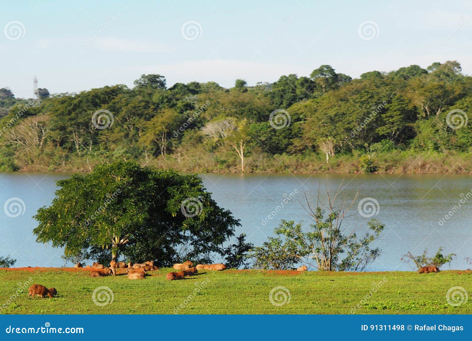 capybara at itaipu binational iguassu / brazil and paraguay