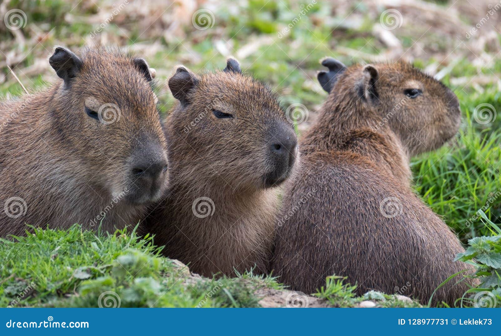 Capybara, Large South American Rodents. Photographed At ...
