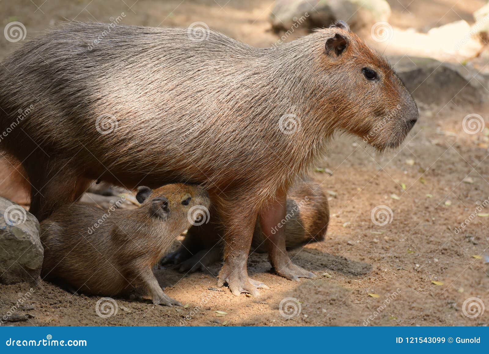 capybara patiently suckles his baby