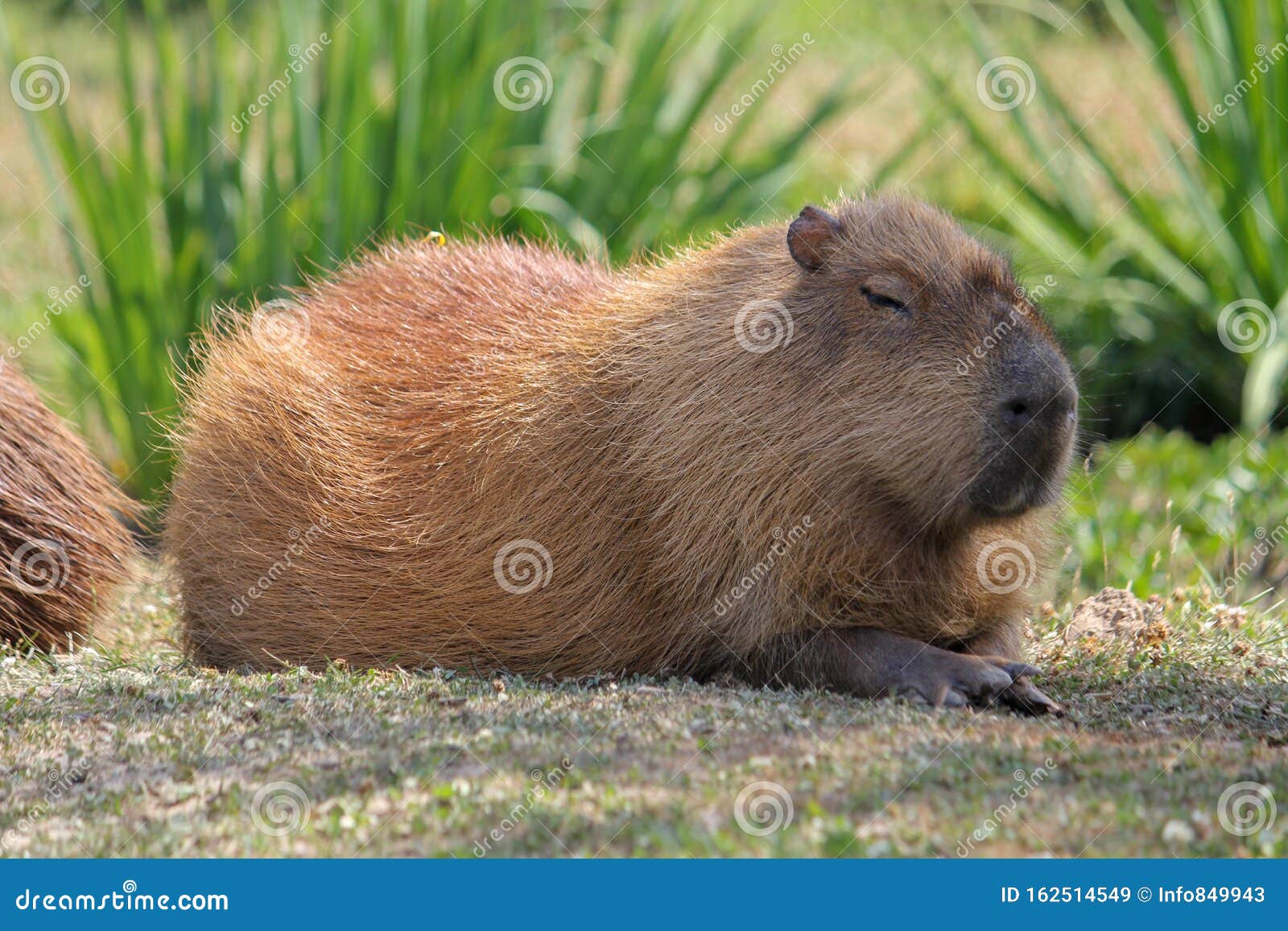 Capybara laying on grass stock image. Image of capybara - 162514549
