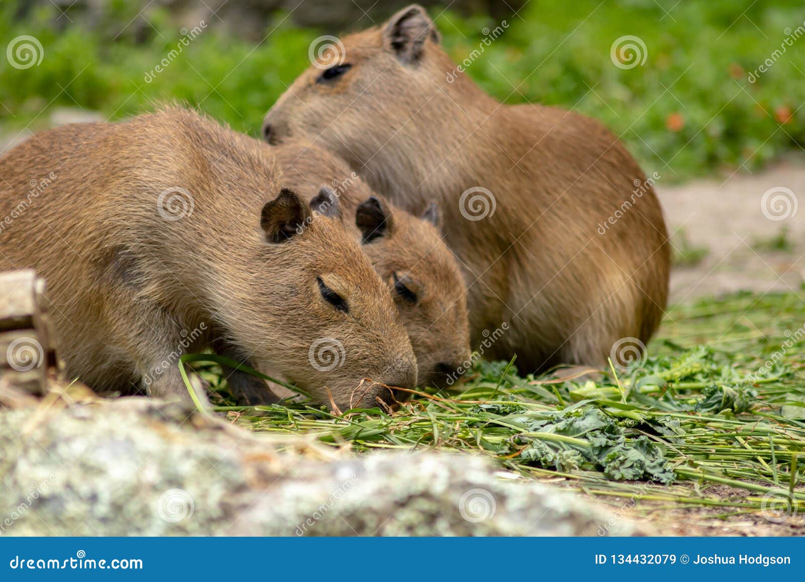 Capybara Lindo De Alimentación Del Bebé Imagen de archivo - Imagen de pelo,  familia: 134432079
