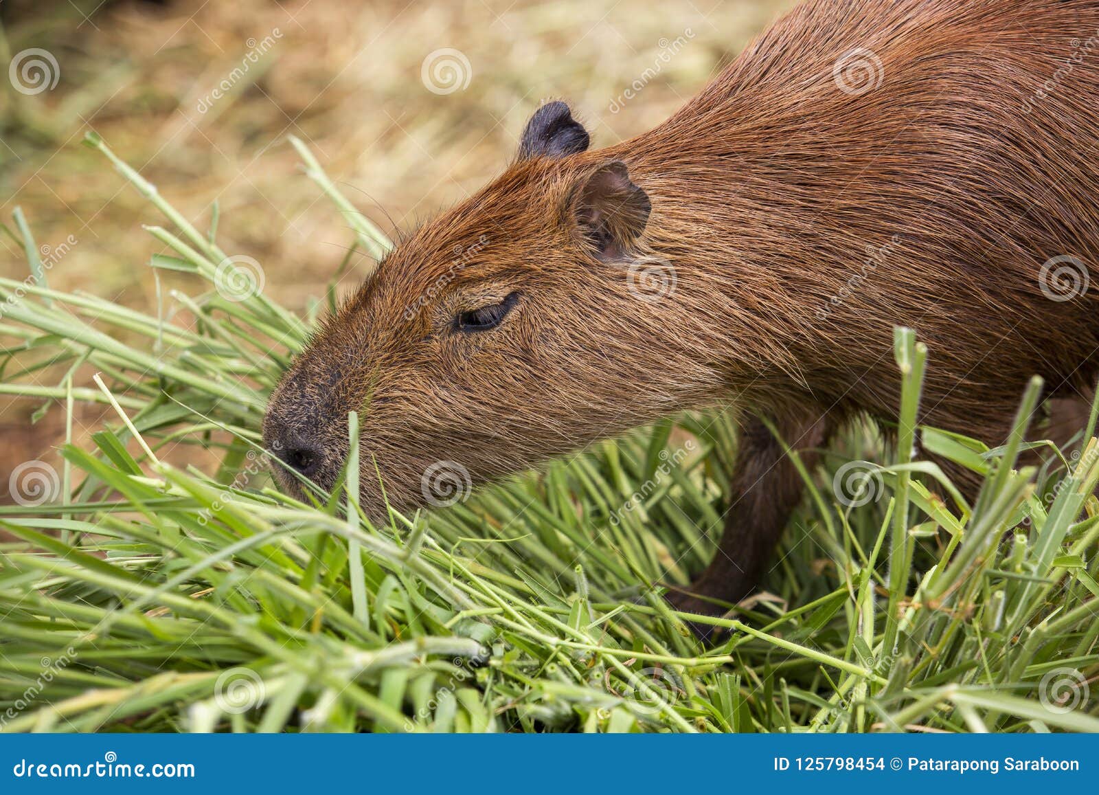 The Capybara is a Mammal Native To South America. it is the Largest Living  Rodent in the World Stock Photo - Image of nature, pantanal: 125798454