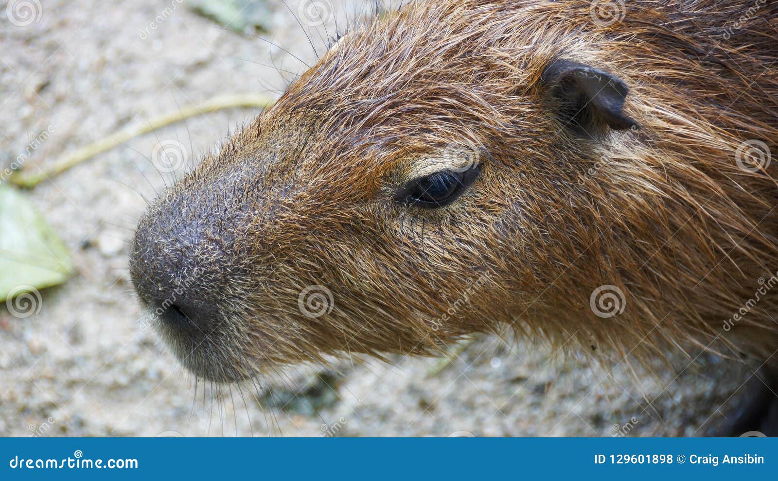 Capybara is a Mammal Native To South America. it is the Largest Living  Rodent in the World Stock Photo - Image of animal, called: 129601898
