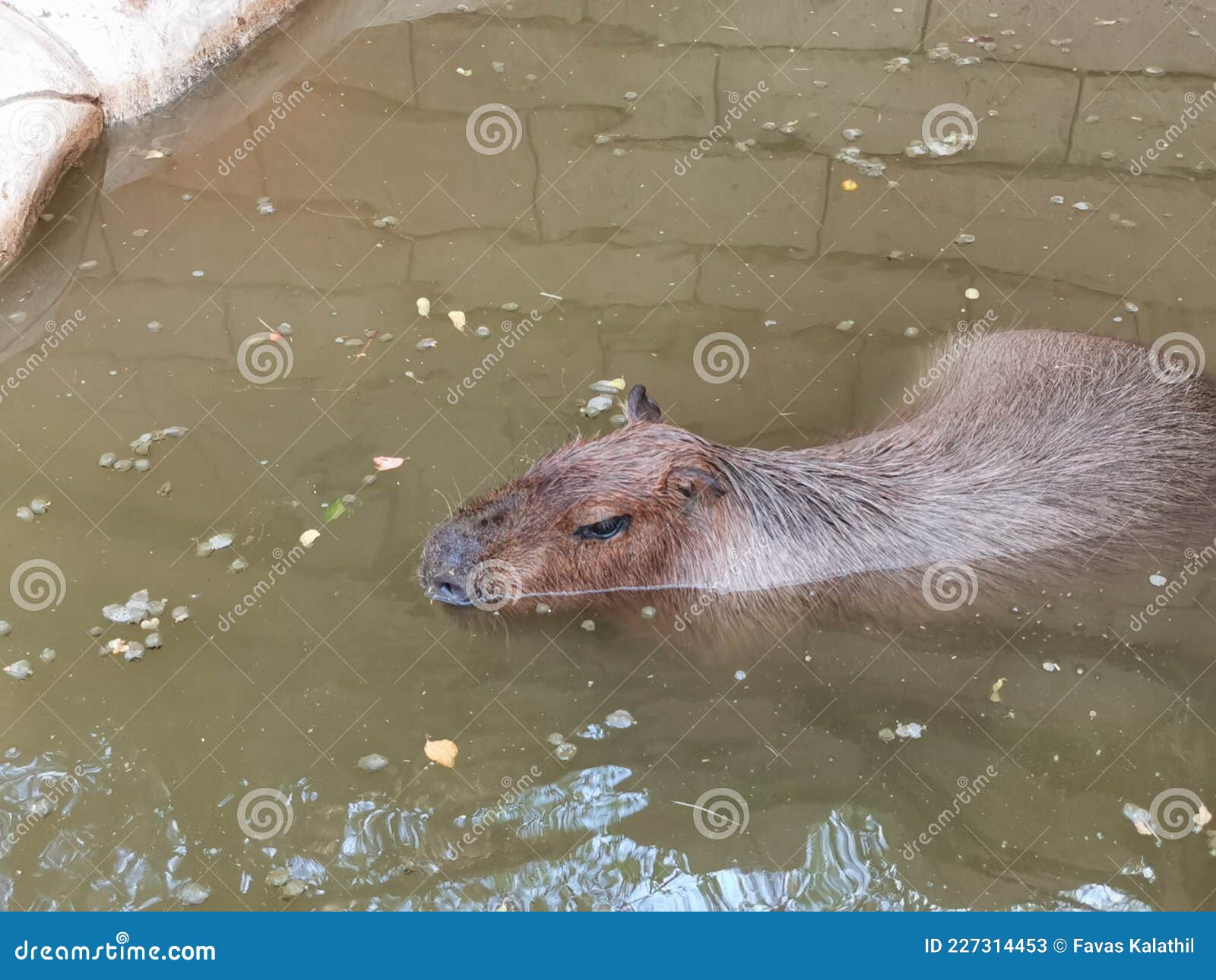 Capybara Nadando Na Piscina Imagem de Stock - Imagem de viver, membro:  227314453