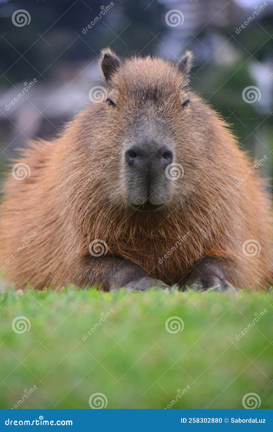 capybara in a park