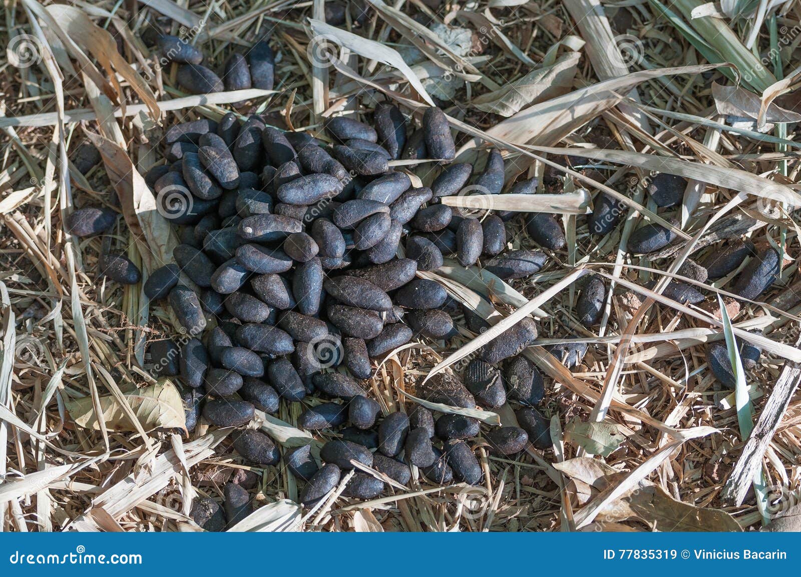 Capybara Poop On Dry Grass. Stock Image 77835319
