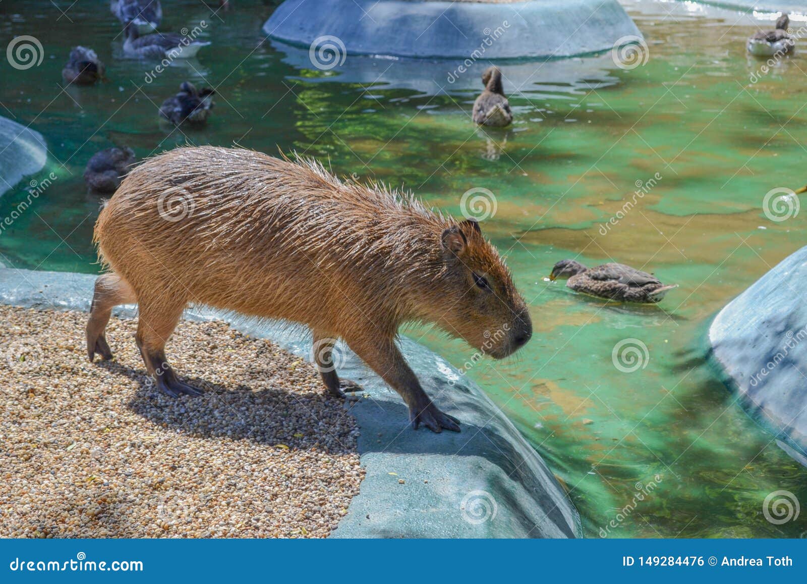 Imagem Padrão Da Capybara Na Floresta Verde-selva E Animal