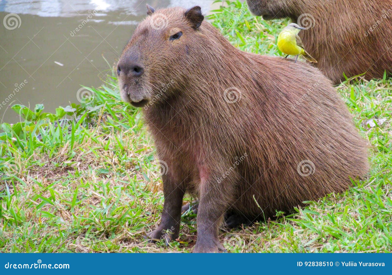 Capybara wild animal stock photo. Image of color, mammals - 92838510