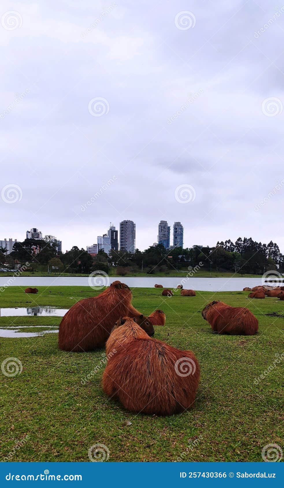 capybaras looking at city