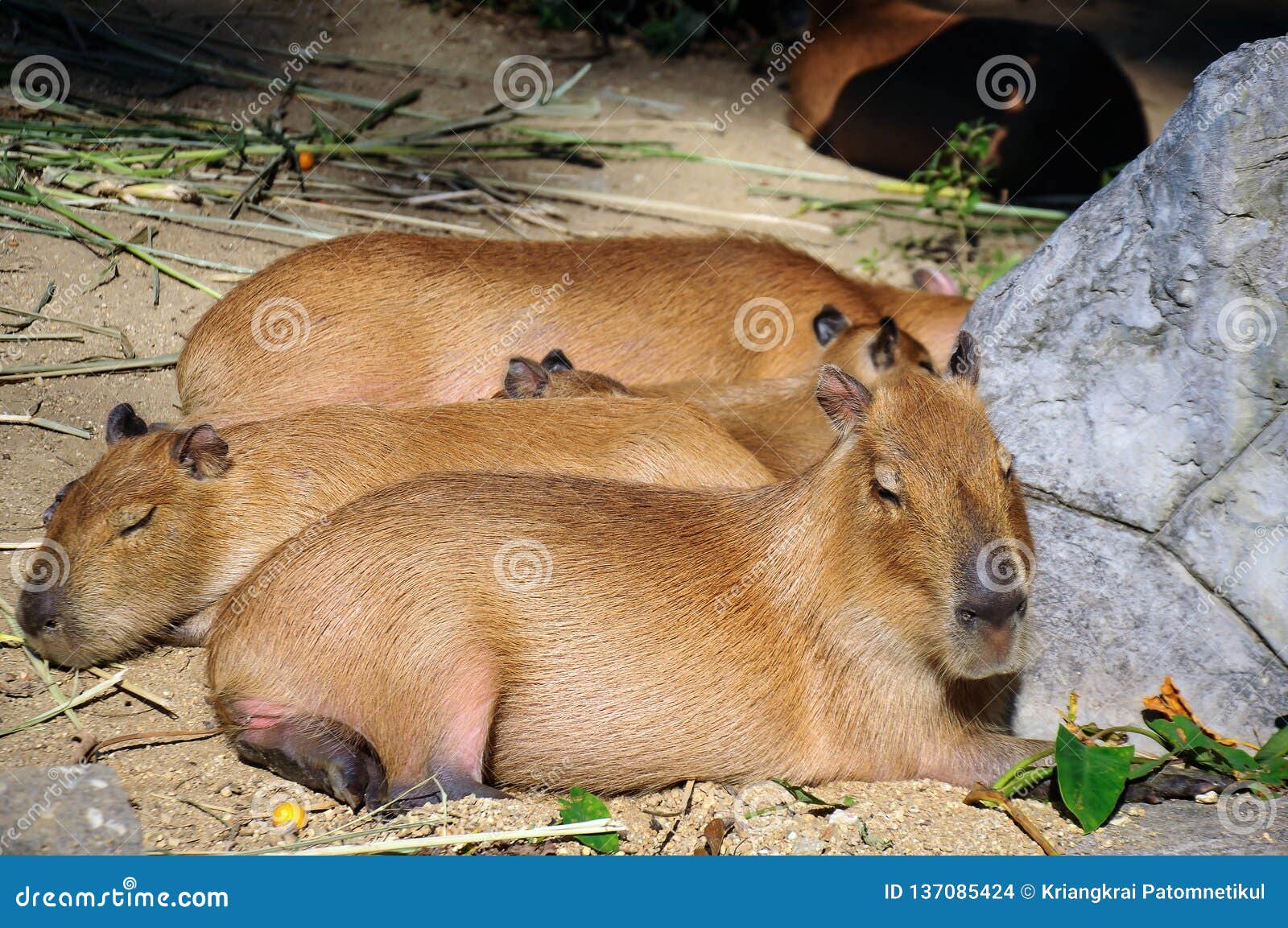 190 Capybara Lying Stock Photos - Free & Royalty-Free Stock Photos from  Dreamstime