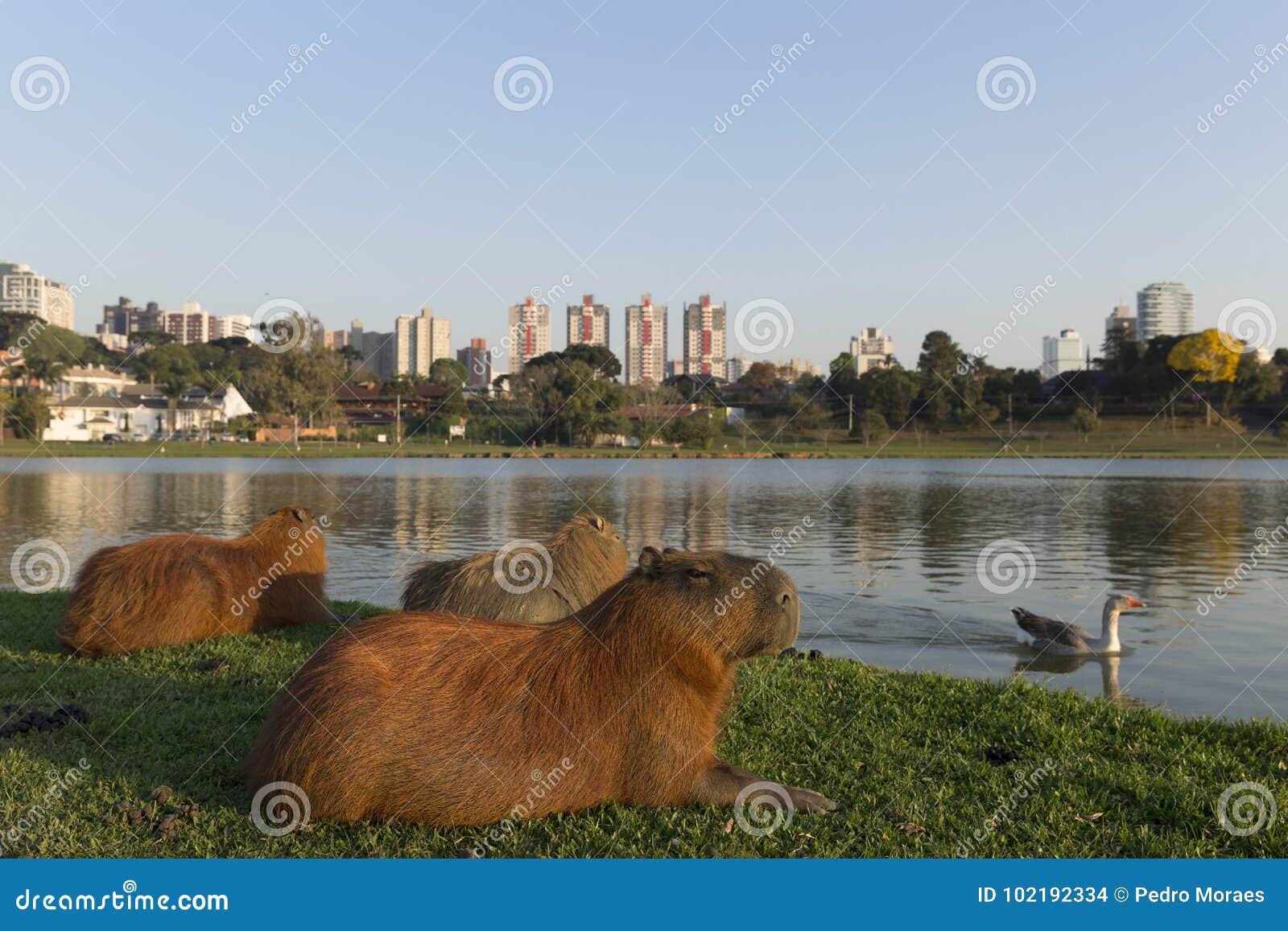 capybaras resting.