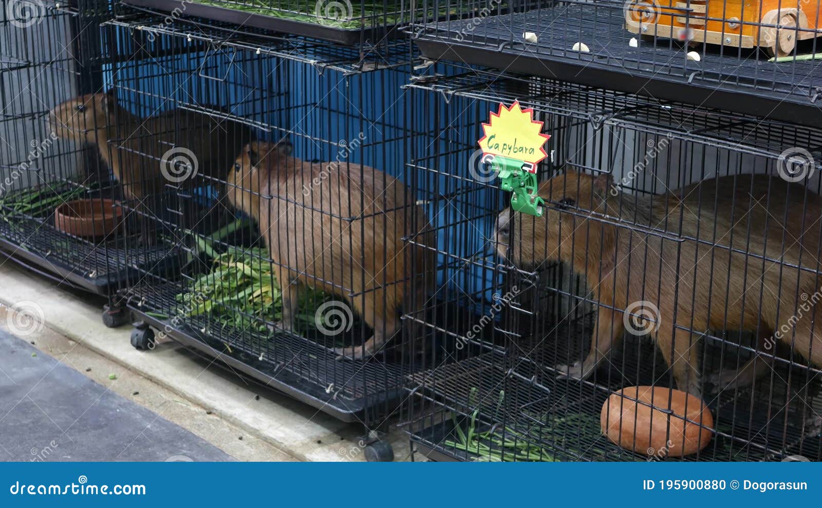 Capybaras in Small Cages on Market. Adorable Capybaras Trapped in Small  Cages in Pet Section of Chatuchak Market in Bangkok, Stock Photo - Image of  bangkok, retail: 195900880