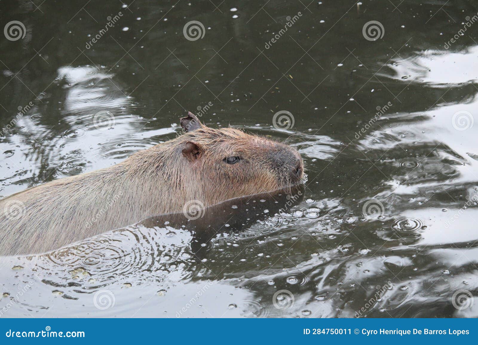 a capybaras swimming