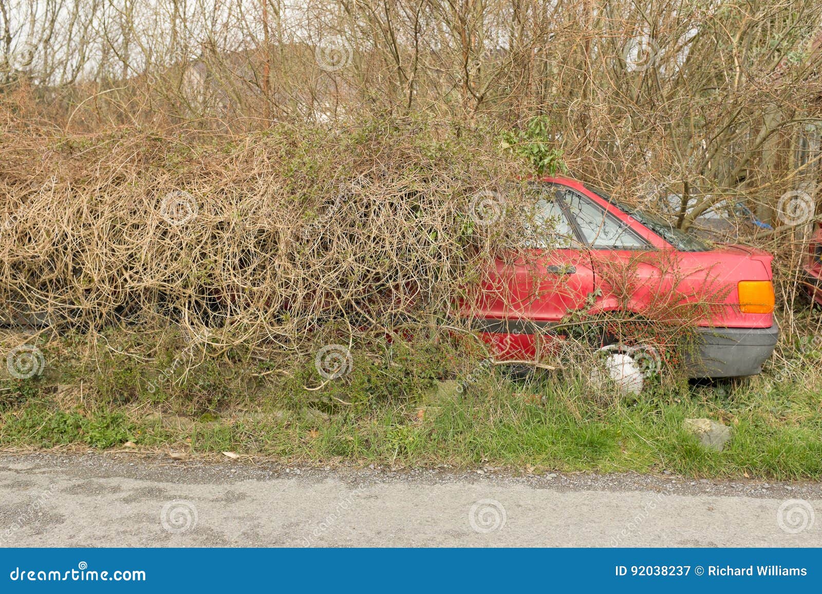Car in hedge. stock image. Image of window, door, overgrown 92038237