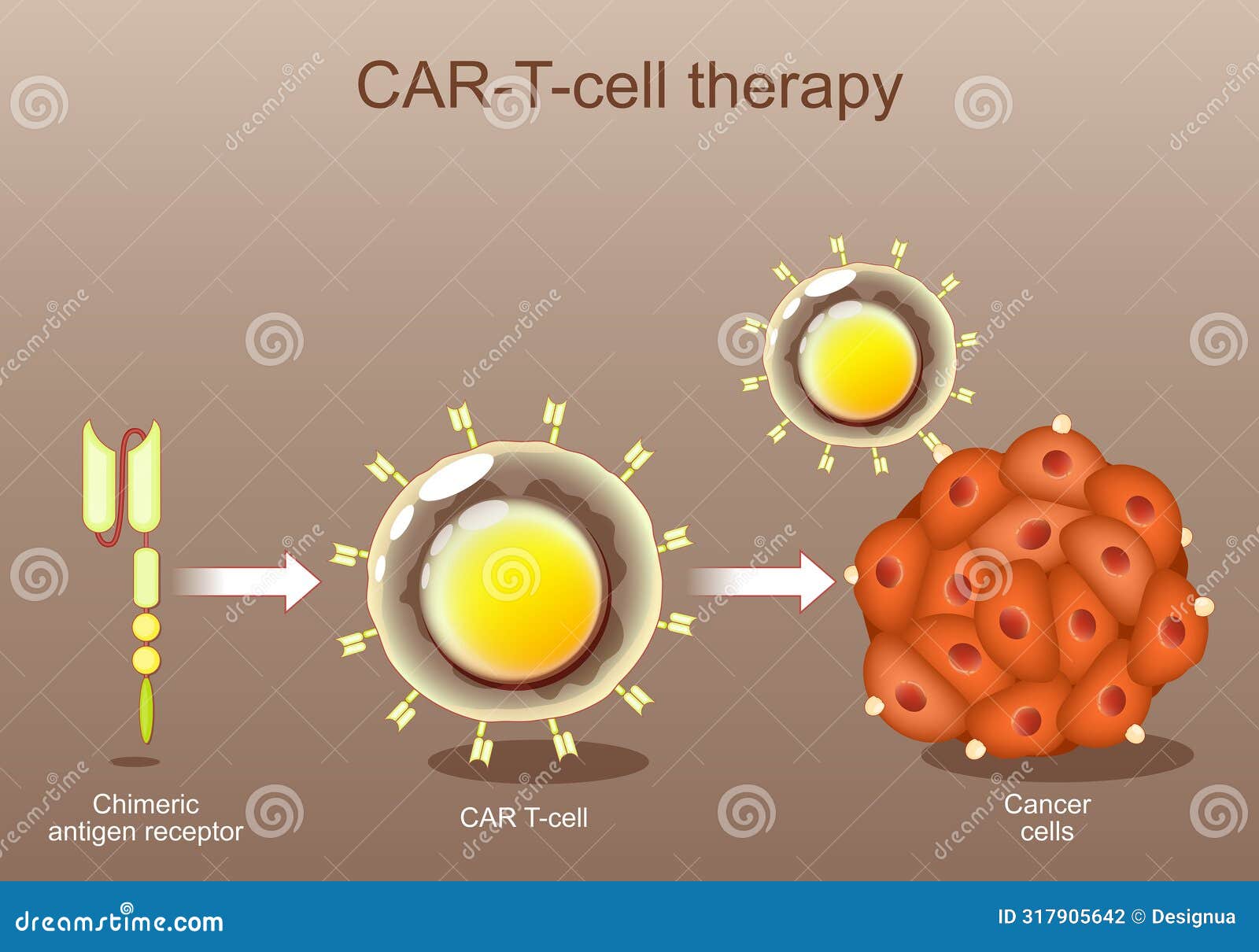 Immunotherapy T Cell And Chimeric Antigen Receptor Science Vector peli-1610m-protector