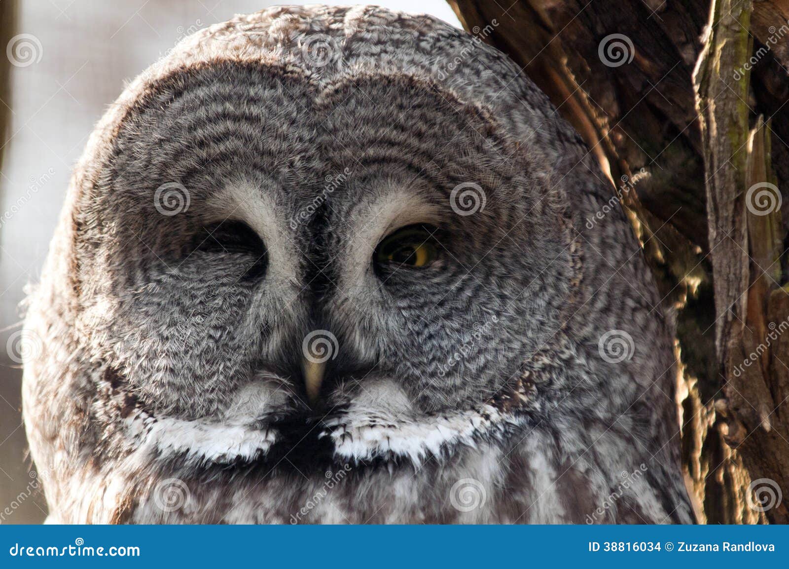 Cara Da Coruja De Grande Cinza Foto De Stock Imagem De Cinza Coruja 38816034