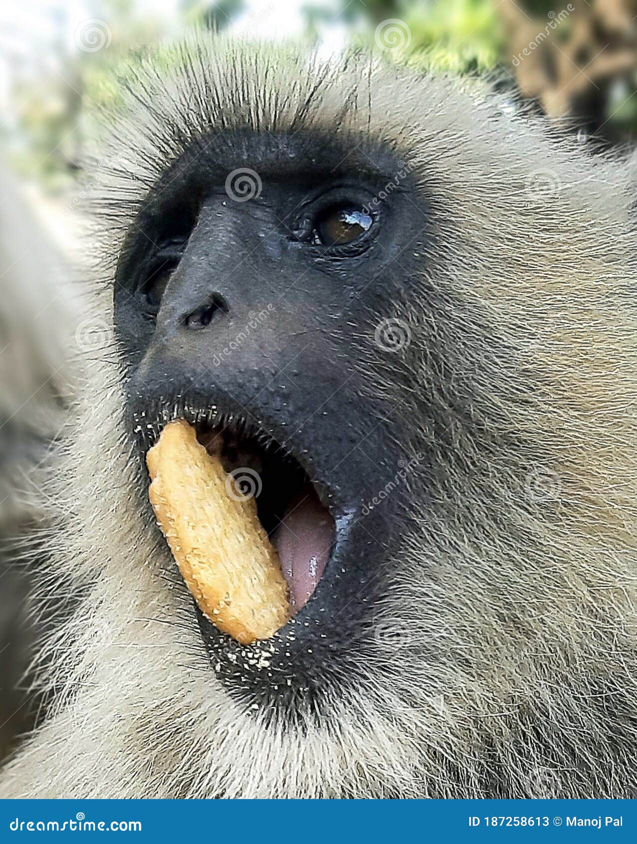 Macacos engraçados imagem de stock. Imagem de real, tailândia - 66221993