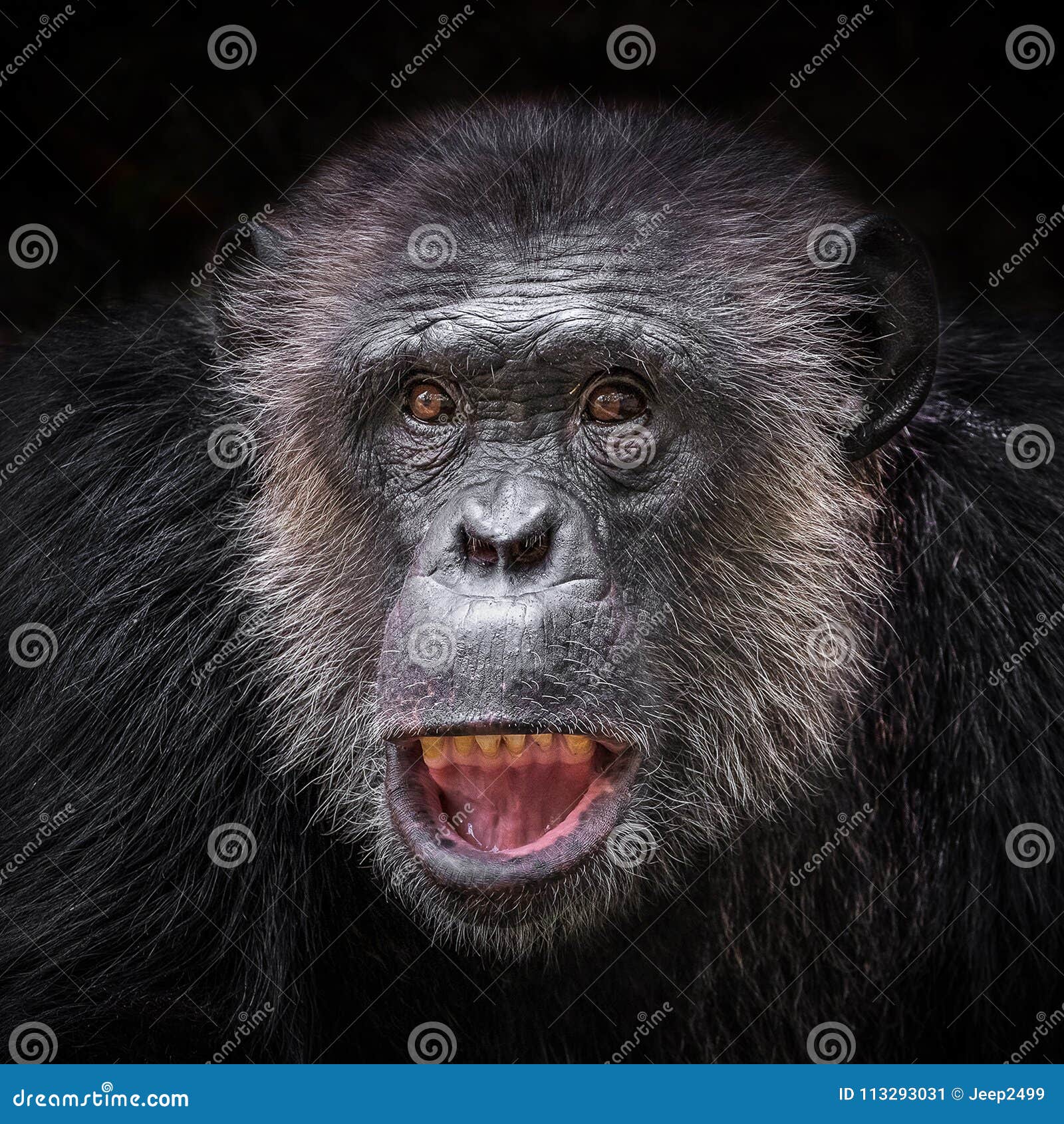 Fundo Close Up Do Rosto De Um Chimpanzé Preto Fundo, Foto De Um