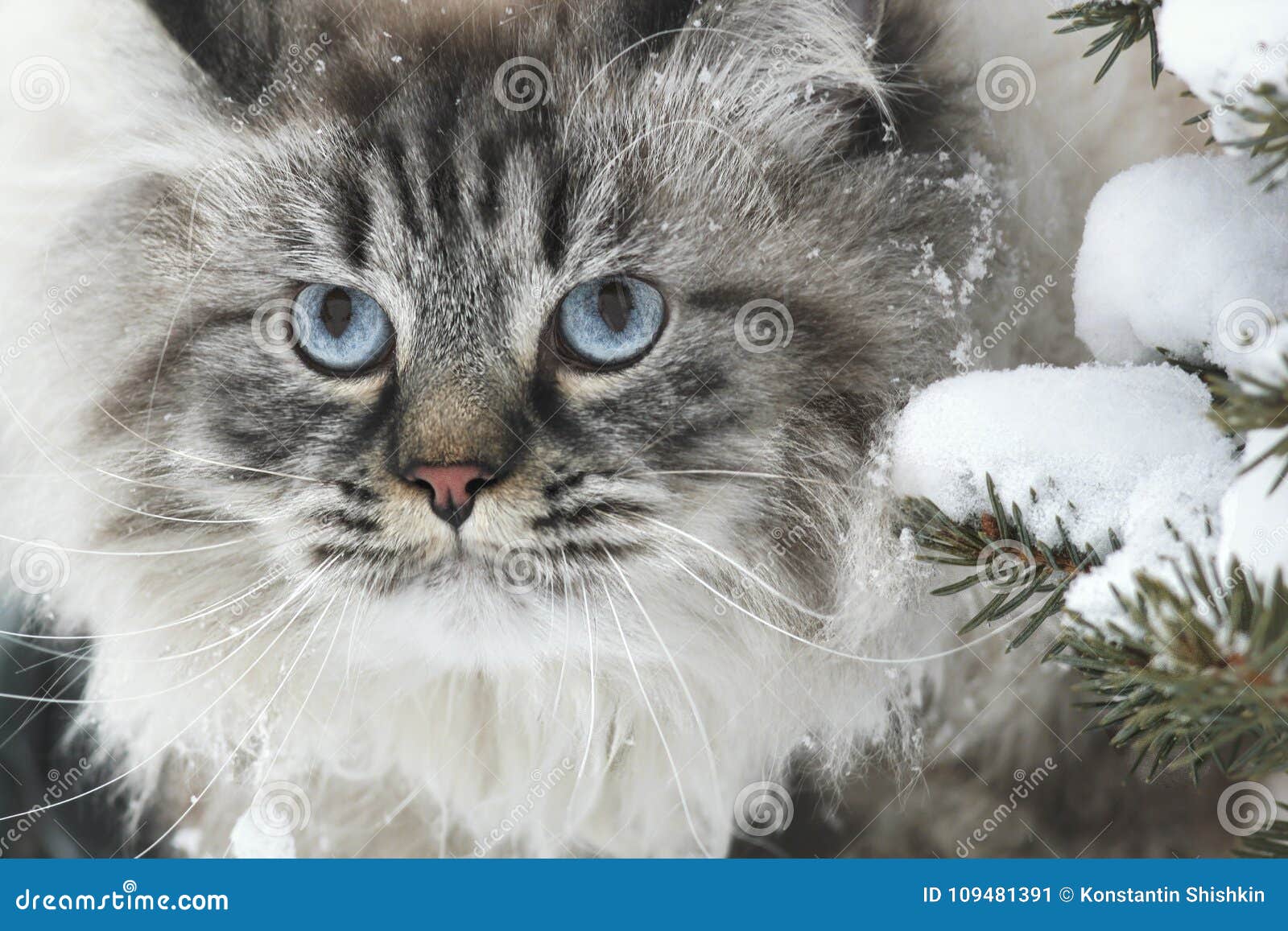 Um Gato Fofo Com Uma Cara Insatisfeita Engraçada Sentado Na Sala De Jogos  No Meio Do Conjunto De Construção Imagem de Stock - Imagem de pele, relaxe:  273463869