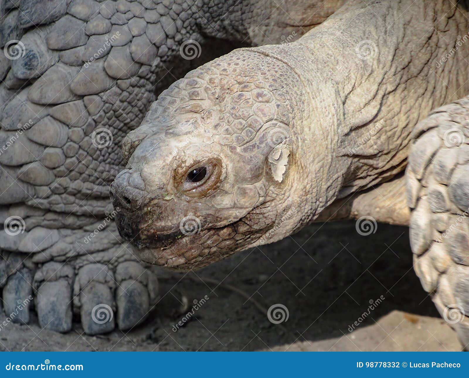 Cara De Uma Tartaruga Foto De Stock Imagem De Tartaruga 98778332