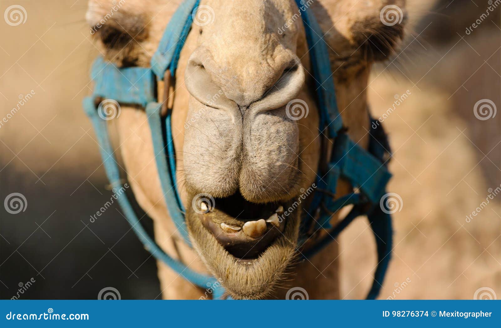 Caras Divertidas De Animales, Camello Foto de archivo - Imagen de nostrils,  humor: 98276374, image size:1600x1047