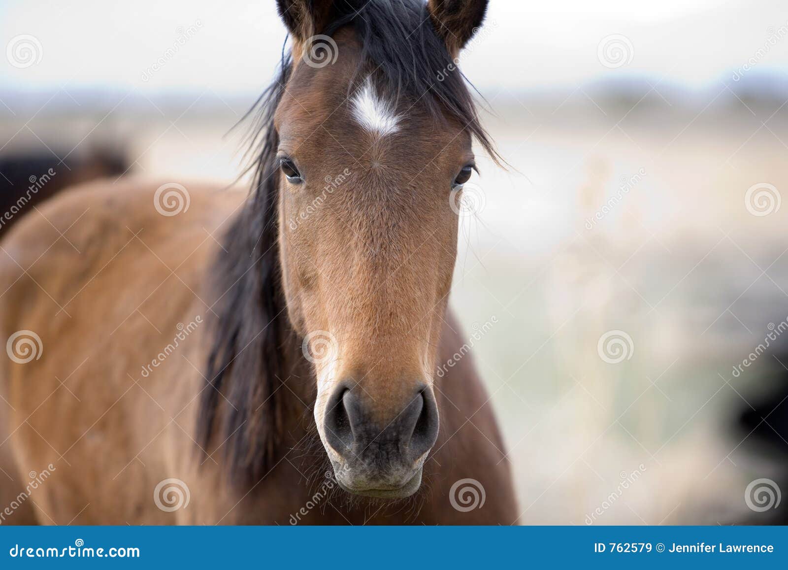 Quién es... - Página 8 Cara-dulce-del-caballo-762579
