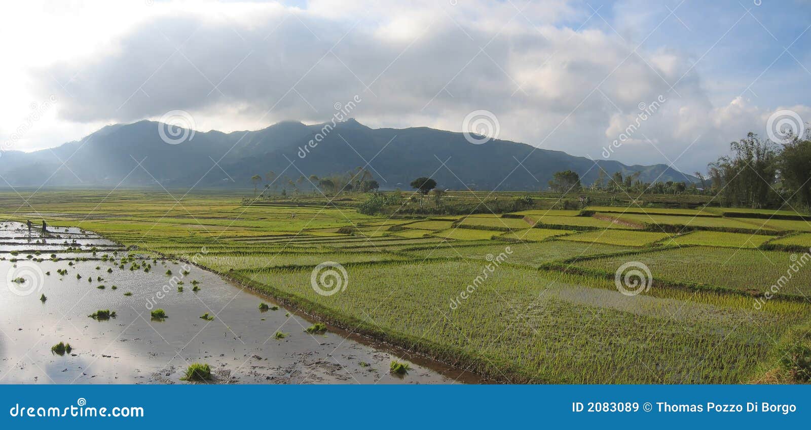 cara ricefields with cloudy sky, ruteng, flores, indonesia, panorama