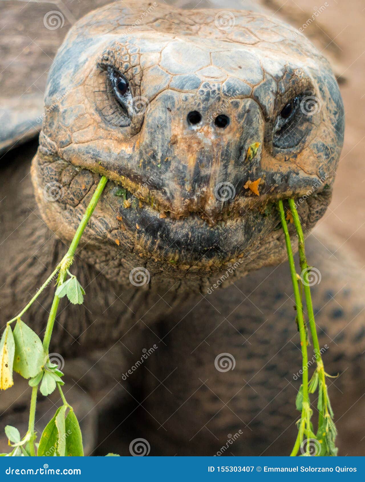 Portrait Turtle Eating Plants in His Environment Stock Image Image of